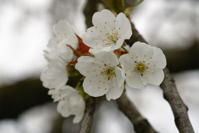 Close-up of white cherry blossom