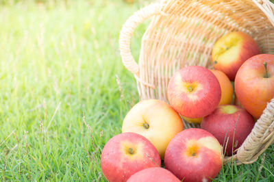 View of apples in basket