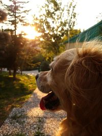 Close-up of dog looking at camera