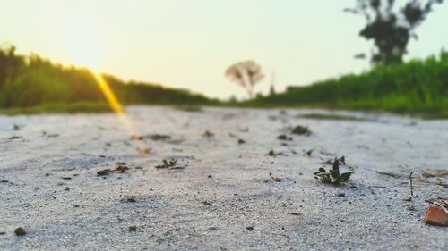 Close-up of lizard on field against sky