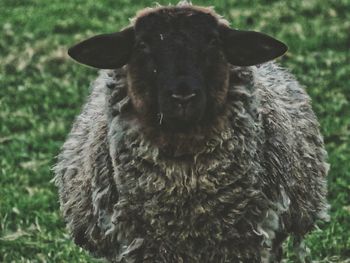 Close-up portrait of sheep on field