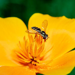 A syrphid fly on california poppy. syrphid flies feed on pollen and nectar.