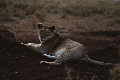 Close-up of a cat on field