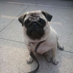 Portrait of dog sitting on floor