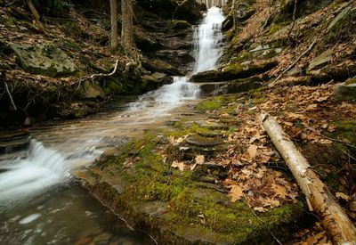 Scenic view of waterfall in forest