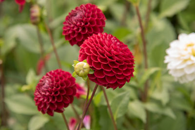 Close-up of red flowers