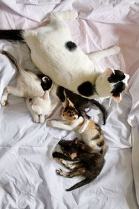 High angle view of cat sleeping on bed