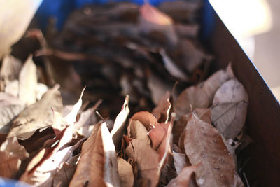 Close-up of dried autumn leaves