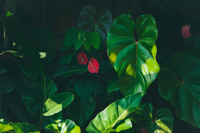 Close-up of multi colored leaves on plant