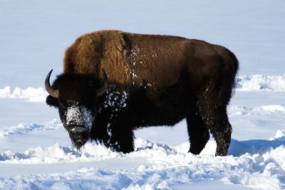 Horse standing on snow field during winter