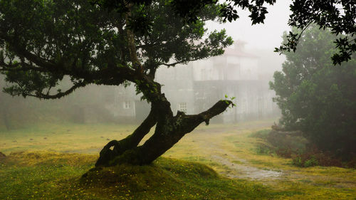 Tree trunk in foggy weather