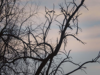 Low angle view of bare tree against sky during sunset