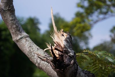 Close-up of lizard on tree trunk