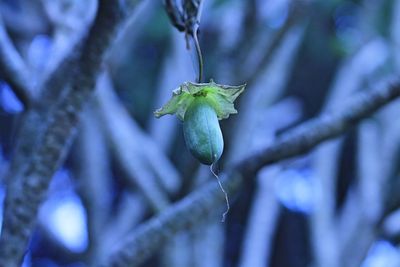 Wild unknown fruit