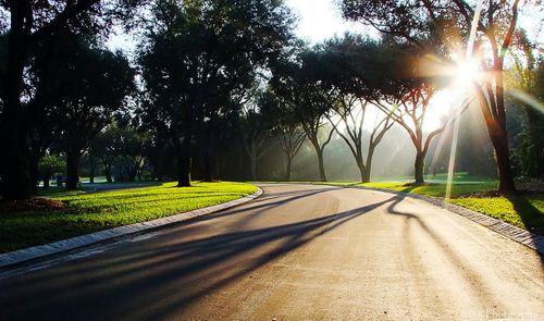 Road passing through forest
