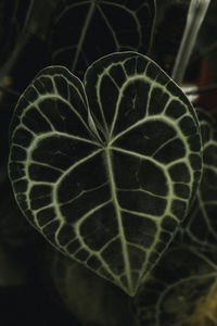 Close-up of leaf