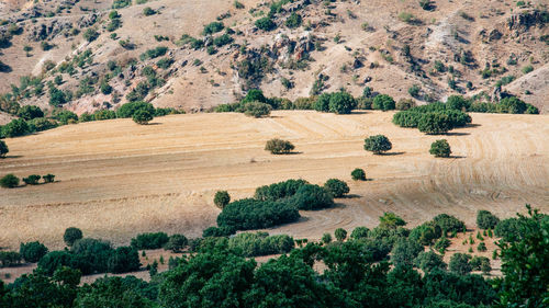 Hay bales on field