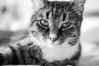 Close-up portrait of cat