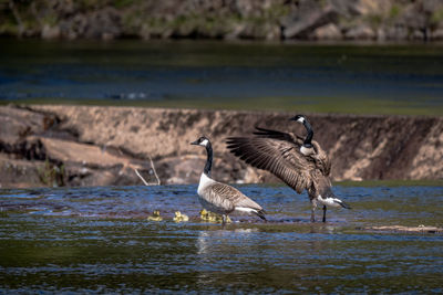 Seagulls flying over lake