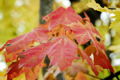 Close-up of red maple leaves