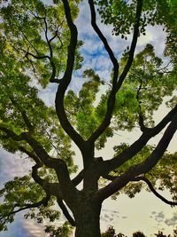 Low angle view of tree against sky