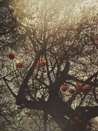 Low angle view of fruits on tree