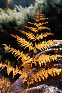 Close-up of tree during autumn