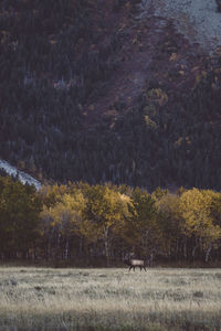 View of a field of a forest