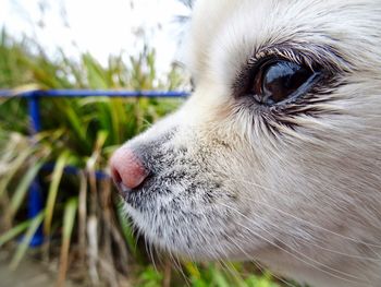 Close-up of dog looking away