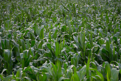 Full frame shot of plants growing on field