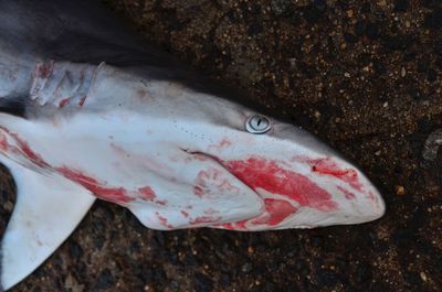 High angle view of bloodier shark on fish market 