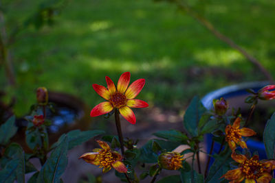 Close-up of flowering plants