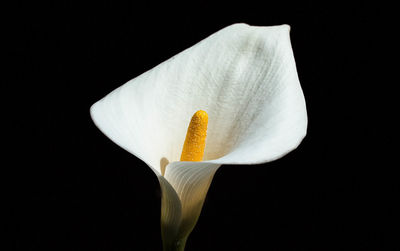 Close-up of white flower