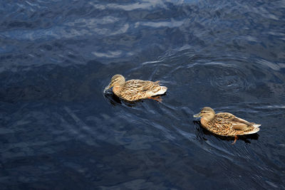 High angle view of duck swimming on lake