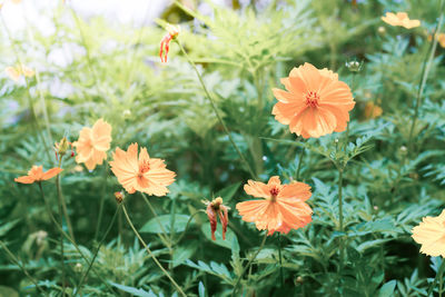 Close-up of flowers blooming outdoors