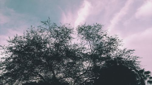 Low angle view of tree against sky