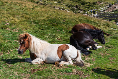 Horses in the meadow in the hiking area, south tyrol.
