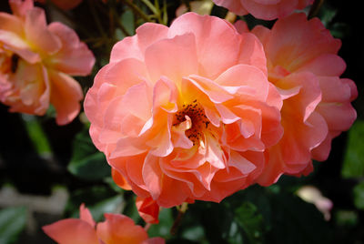 Close-up of bee pollinating on pink flower