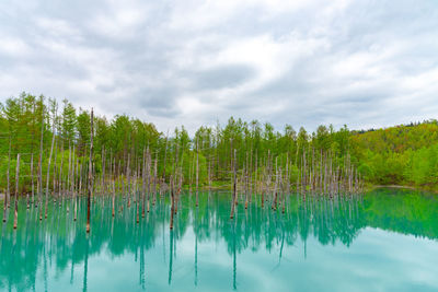 Shirogane blue pond aoiike  in summer, located near shirogane onsen in biei town, hokkaido, japan