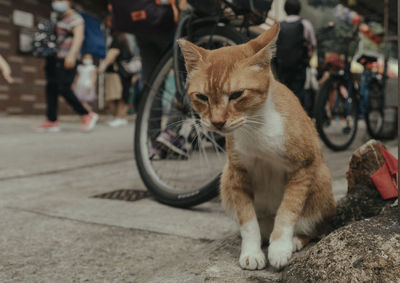 Cat on street in city