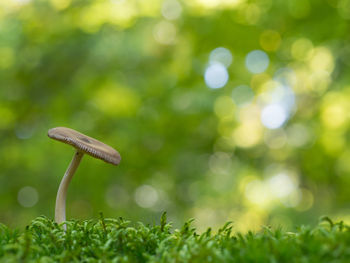 Close-up of fresh green grass