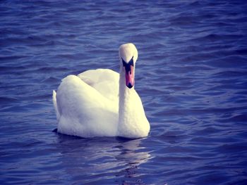 Swan swimming in lake