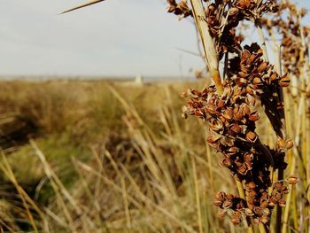 Close-up of plant growing on field