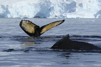 View of fish in sea during winter