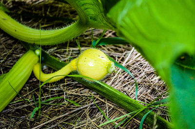 Close-up of green fruits on field