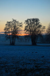 Bare trees on field at sunset