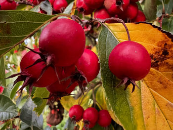 Close-up of red berries growing on tree