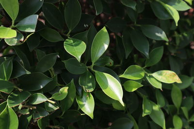 Full frame shot of green leaves