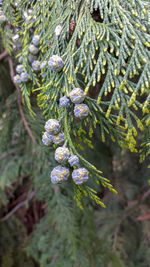 Close-up of pine tree branch