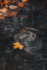 High angle view of maple leaves floating on water